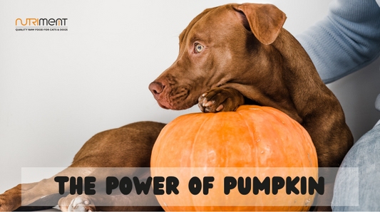 The Power Of Pumpkin 