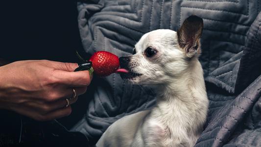 Did you know your dogs can eat berries?