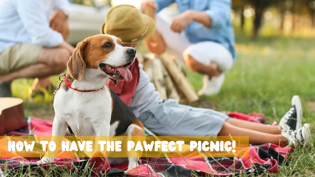 Picnicking with your dog!