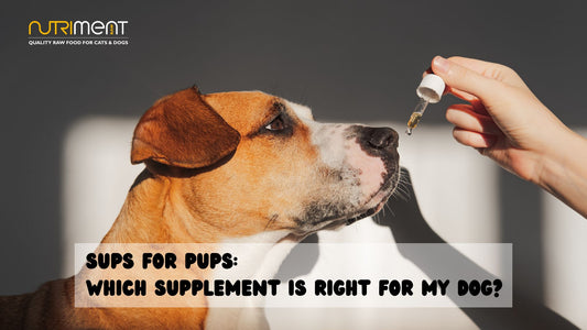 Picking the right supplement for your dog