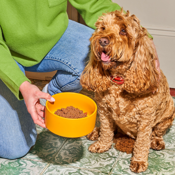 A person holds Gently Steamed Chicken as a happy brown dog sits on a patterned floor.