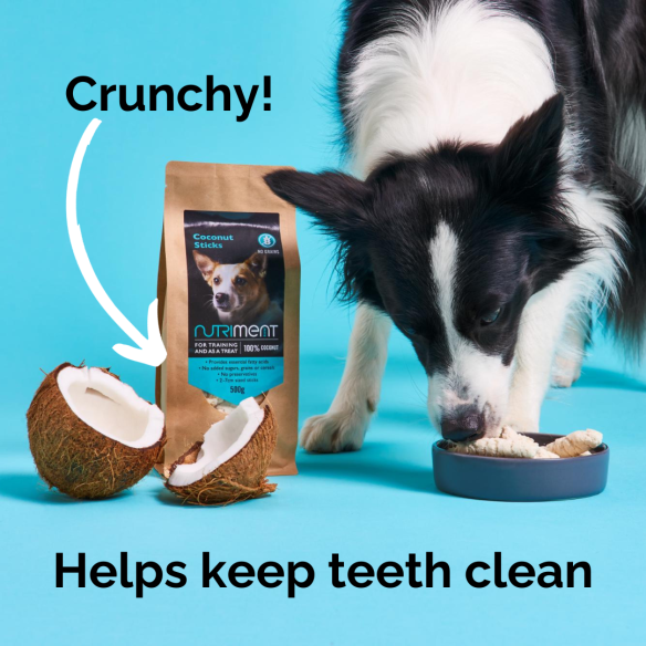 A dog chomps on Organic Coconut Sticks 500g: "Crunchy! Lauric acid helps keep teeth clean.