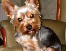 Testimonial Barney is shown. He sitts in front of a brown couch.