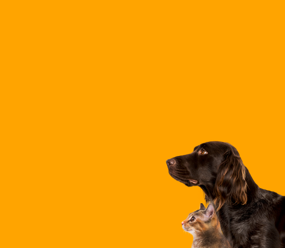 Dog and cat sitting together, looking up against an orange background.