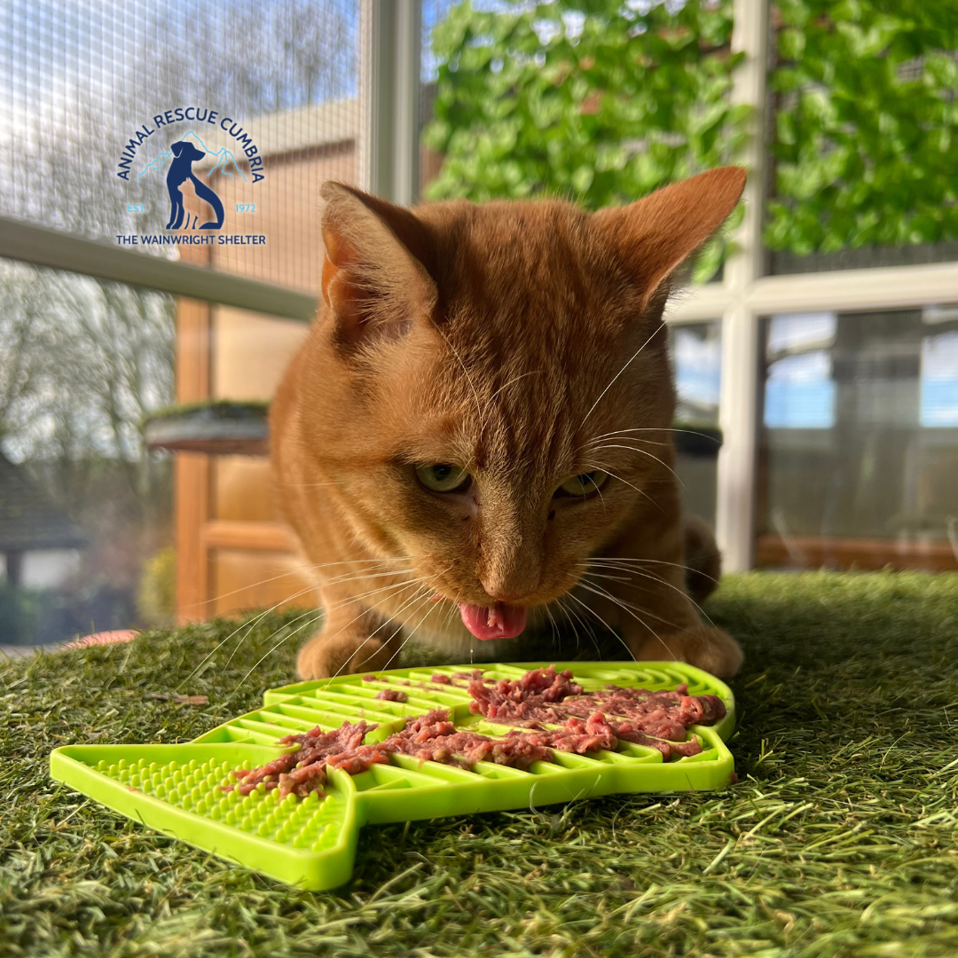 cat licking food from mat