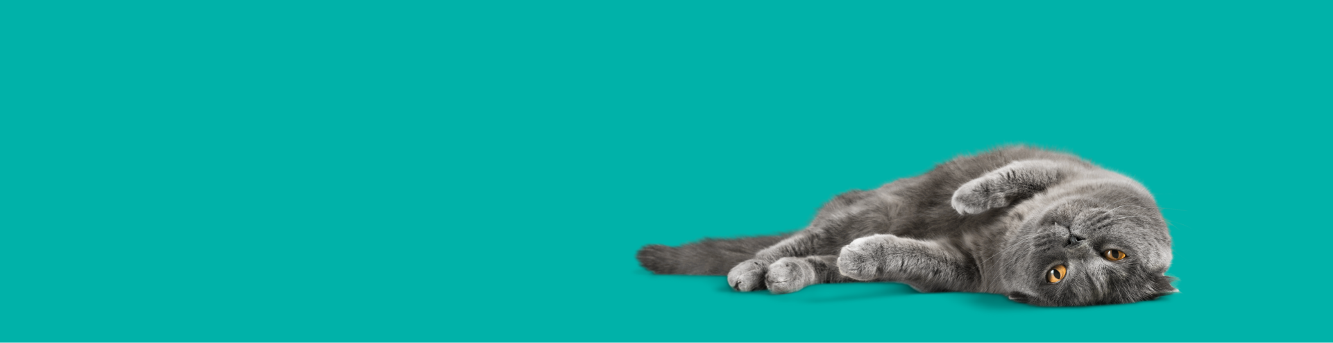 Grey cat lies in front of a turquoise background,