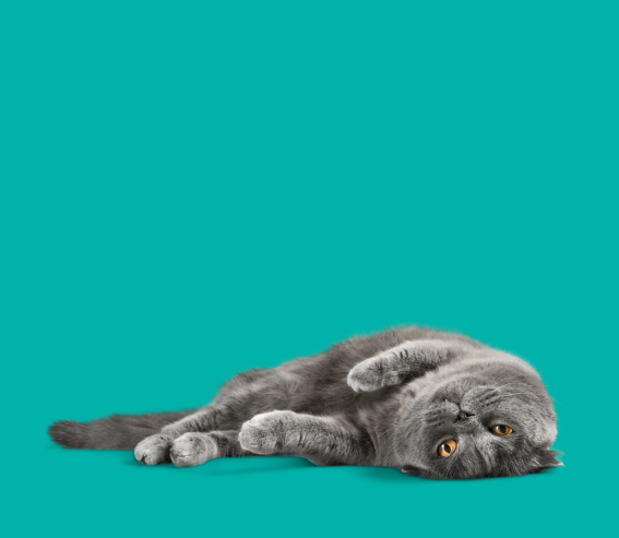 Grey cat lies in front of a turquoise background,