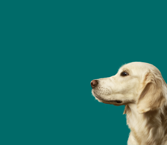 A white dog sits in front of a dark green/blue background.