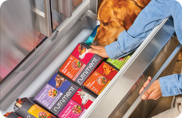 Dog sniffs in freezer compartment filled with nutriment food.