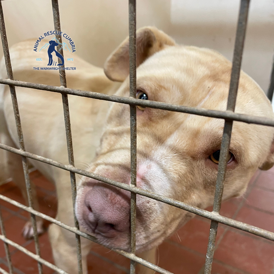 dog in crate