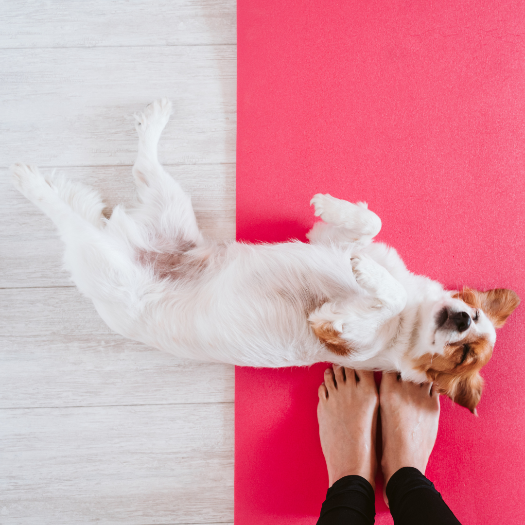 Dog_yoga