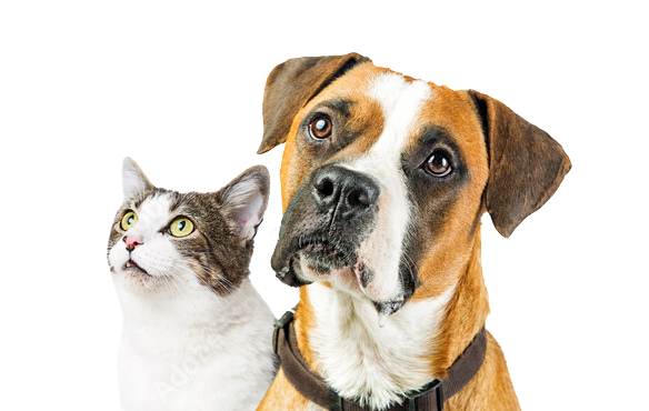 Brown dog and gray tabby cat looking up with curious expressions against a white background.