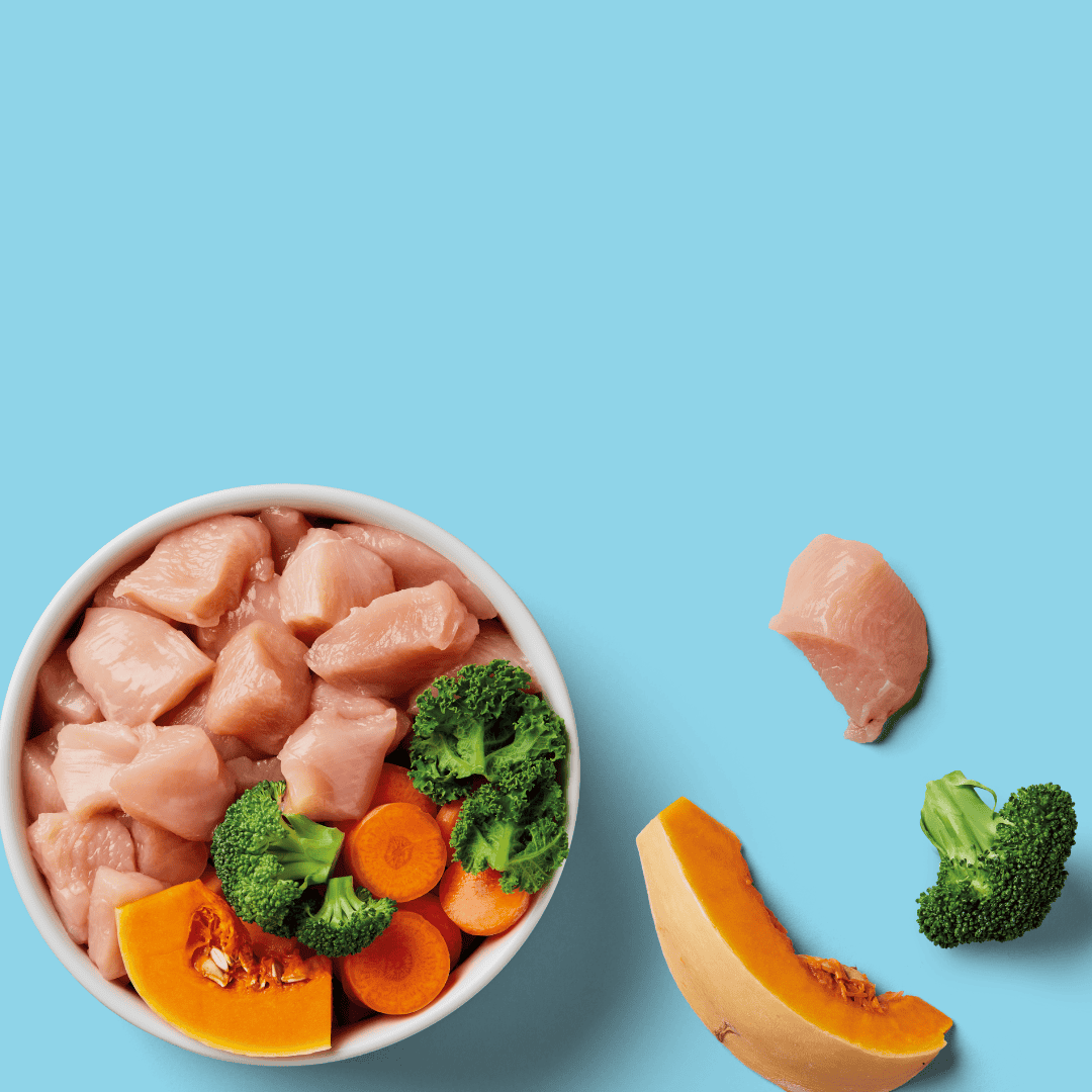 Bowl of raw chicken, broccoli, carrots, and squash on a blue background, with some ingredients outside the bowl.