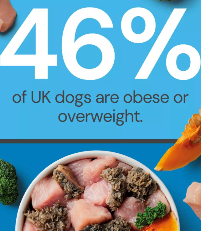 This post is about obesity in dogs and how a raw food diet can contribute to weight loss alongside regular exercise. 