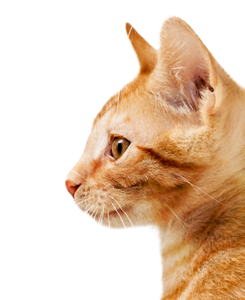 Side profile of an orange cat with pointy ears and white whiskers on a black background.