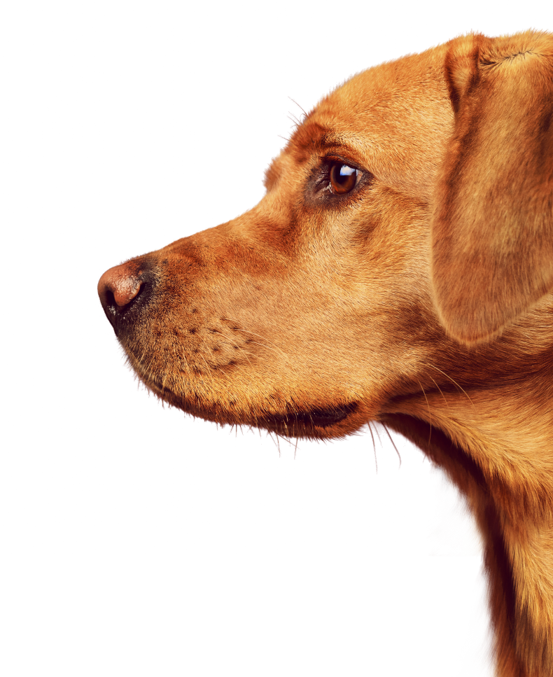 Profile view of a golden-brown dog with a focused expression against a dark background. The dog's smooth coat and alert eyes are prominently displayed.