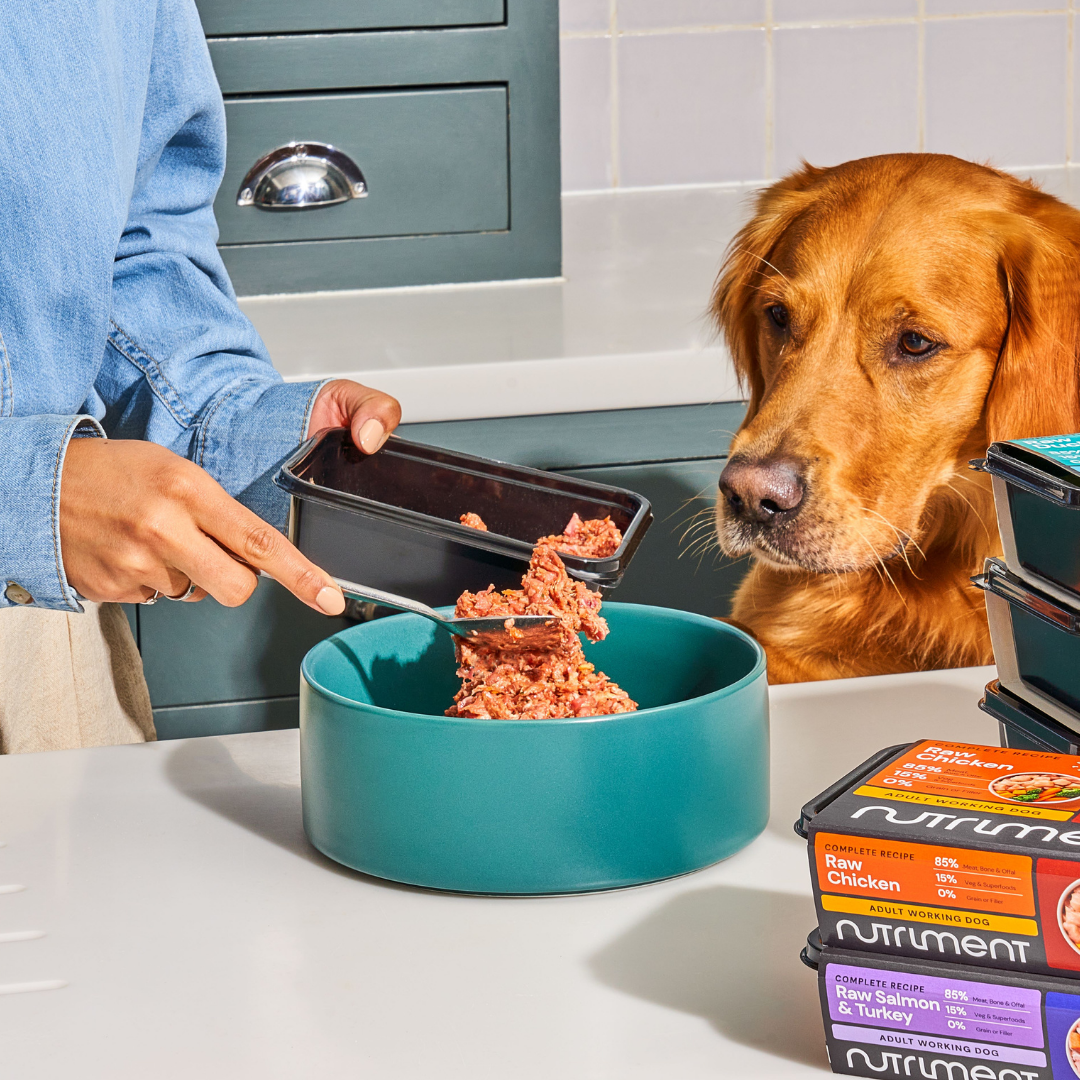 Person scoops Just Raw Chicken 500g into green bowl for golden retriever near protein containers.