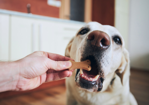 Dog eating treat