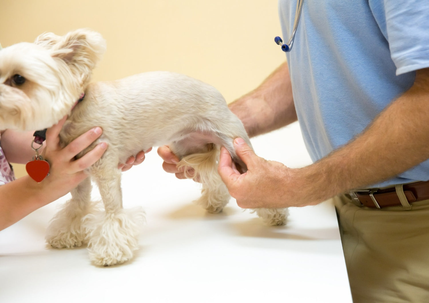 Dog doctor man 