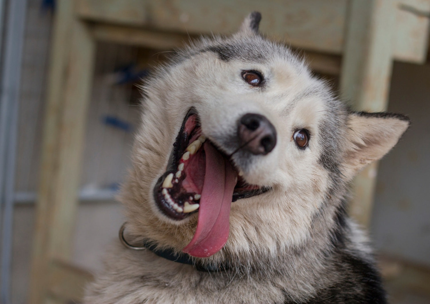 Husky tongue out looking back