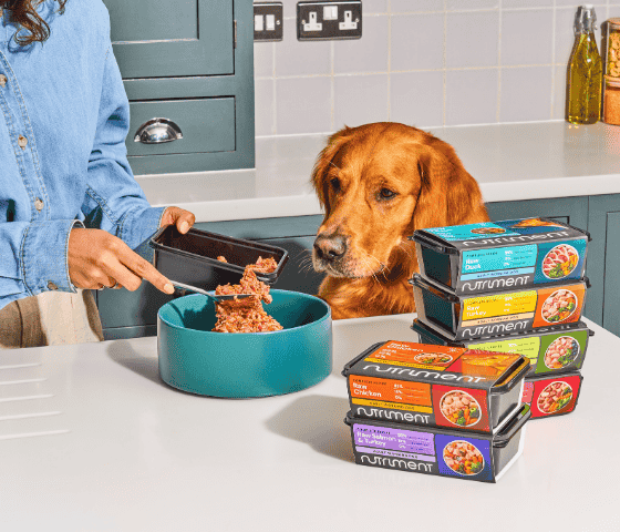 A person serves dog food into a bowl as a golden retriever watches, next to stacked Nutritment food packs.