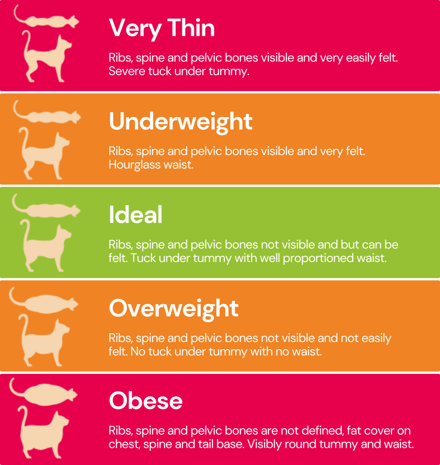 Body scoring guide for cats