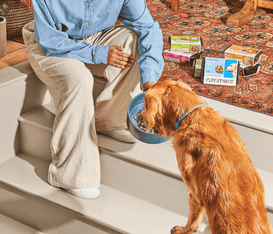 Person feeding a golden retriever on stairs, with pet food boxes on a colorful rug in the background.