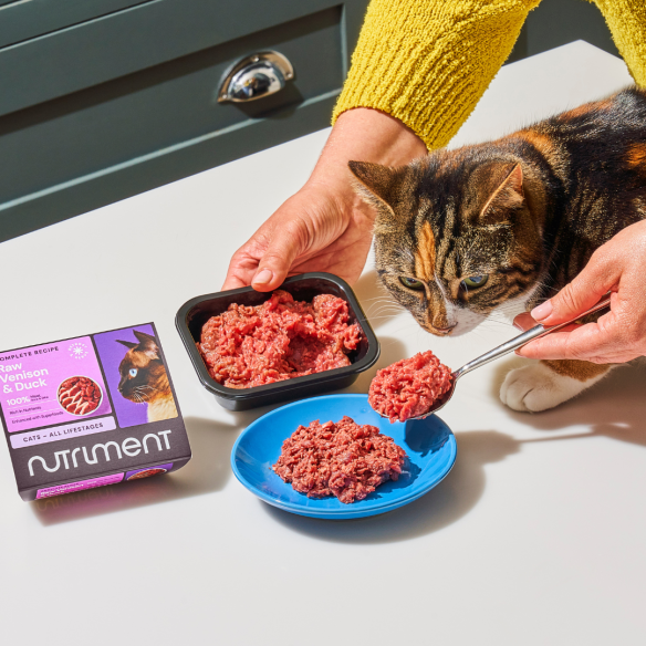 Person serving "Cat Raw Lamb 500g" to calico cat on a blue dish, next to a Nutriment box.