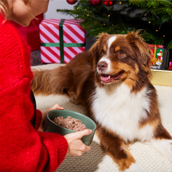 Person in red sweater offers a bowl of Raw Venison & Turkey 500g to a brown and white dog near a Christmas tree.