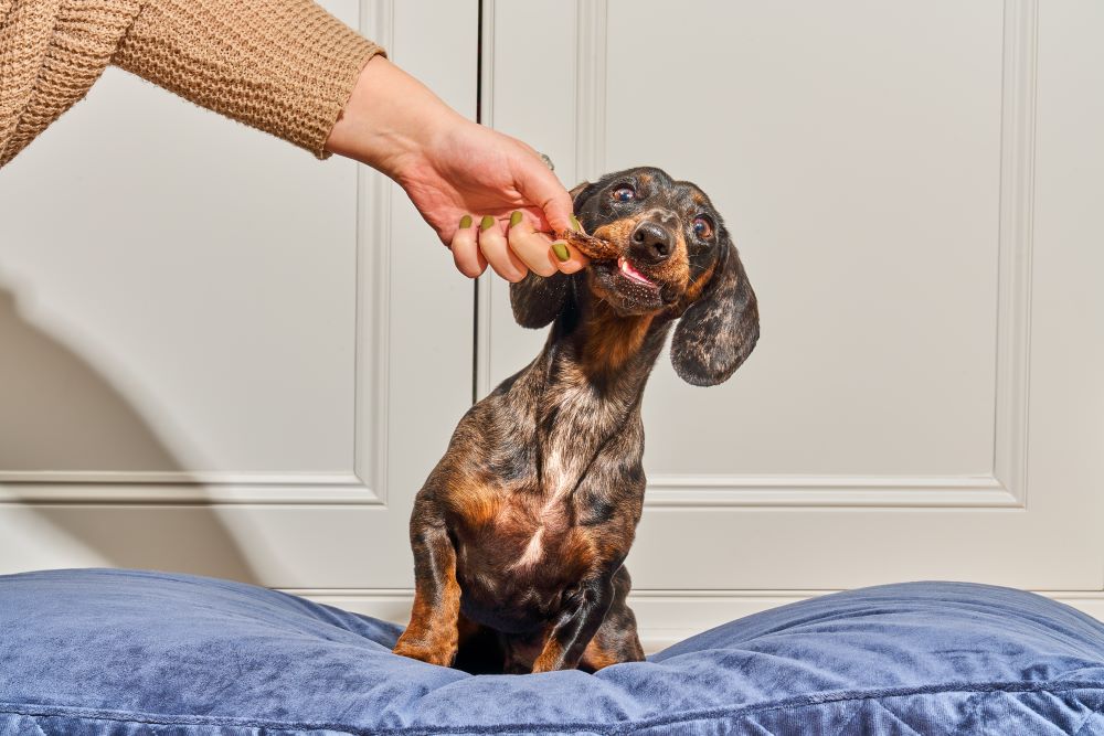 Dog being fed a natural treat on his bed