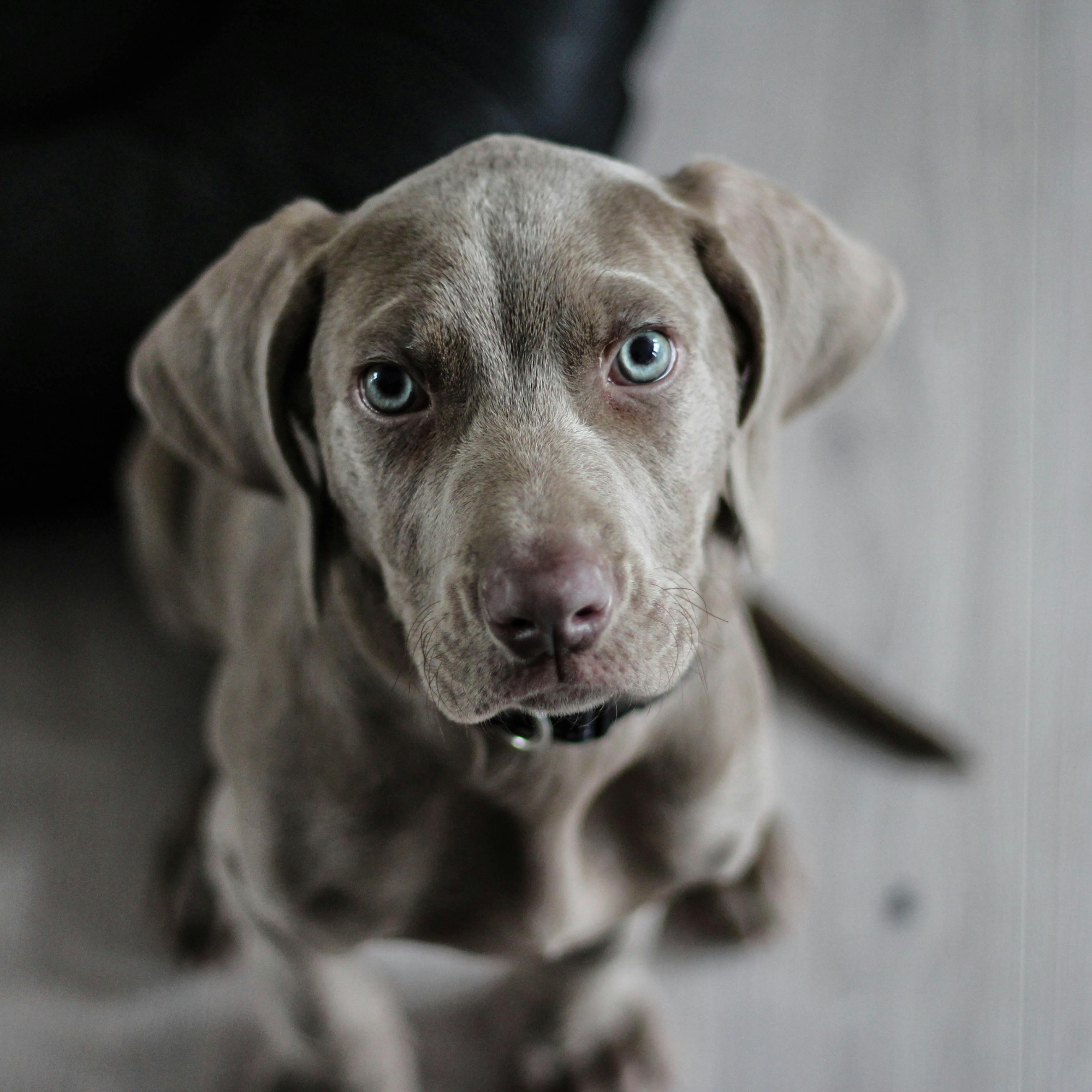 Grey smooth haired puppy looking directly into the camera.