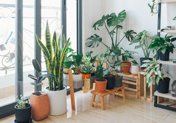 houseplants