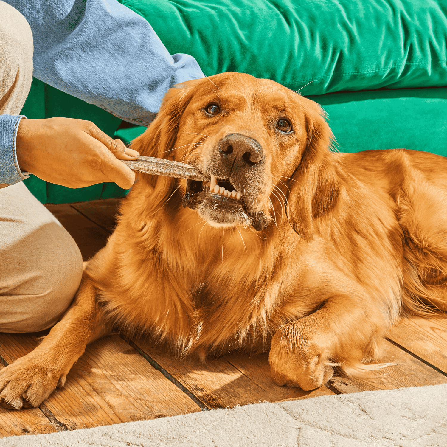 Golden retriever taking a treat from their owners hand whilst lying in front of a green velvet sofa.