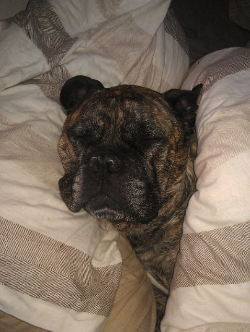 Testimonial Jason Hambleton is shon. A brindle bulldog is comfortably nestled between pillows, eyes closed and appearing to sleep peacefully. The bed has a striped pattern on the pillows and blankets.