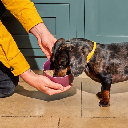 Person in yellow shirt feeding dachshund Raw Chicken Nuggets 1kg from a pink bowl on a tiled floor.