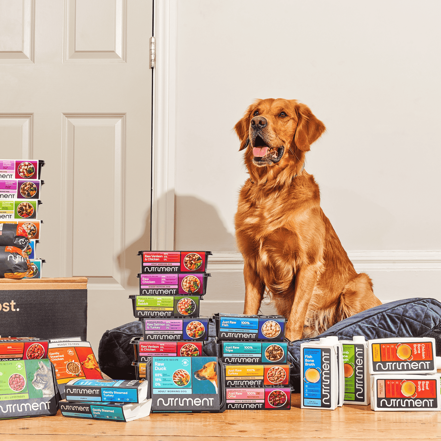 Golden retriever dog sitting on a navy velvet bed surrounding with nutriment range