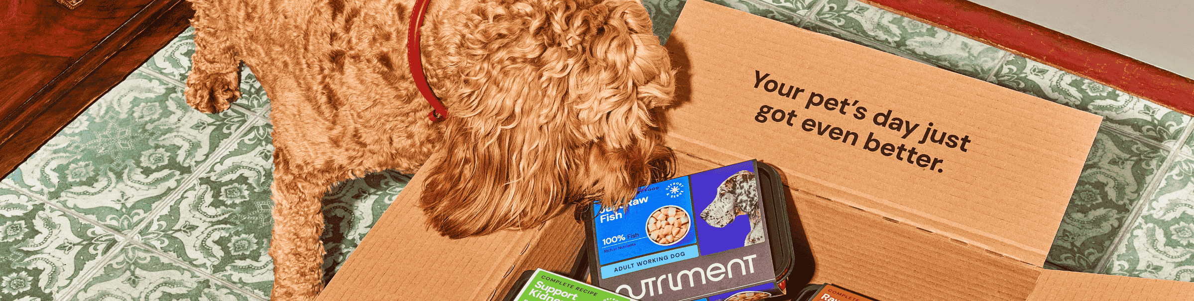 Dog sniffing an open box of pet food on a patterned floor, with text: "Your pet's day just got even better.