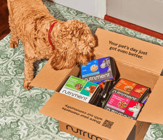 Dog sniffing an open box of Nutriment pet food containers on a patterned floor.