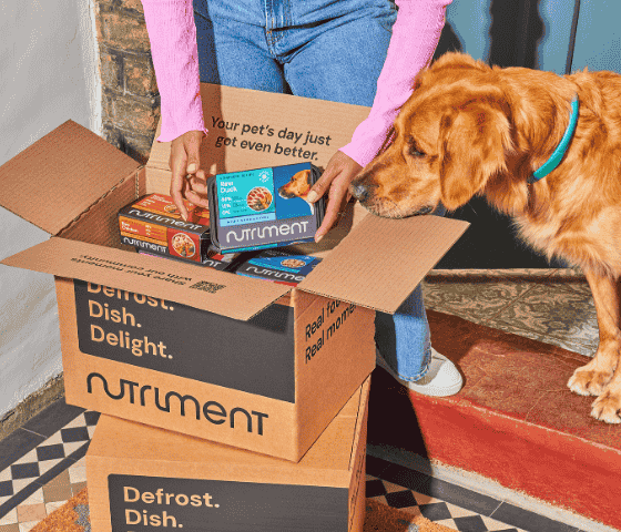 Person opening a Nutriment box with frozen pet food as a curious golden retriever looks on.