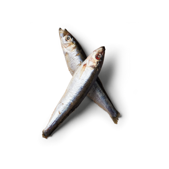 Two raw Sprats 1kg treats crisscross on a white background, full of Omega-3 fatty acids.