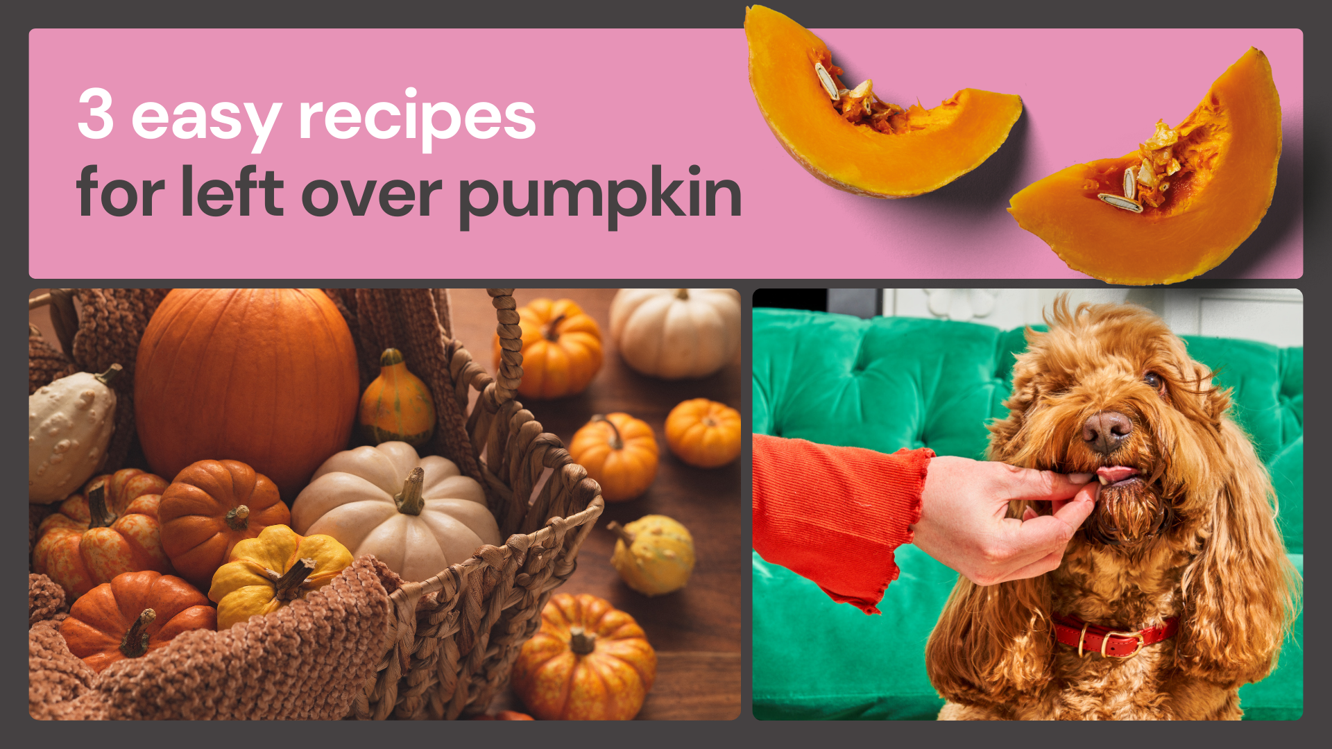 Carving a pumpkin? Pet-friendly recipes using the pulp