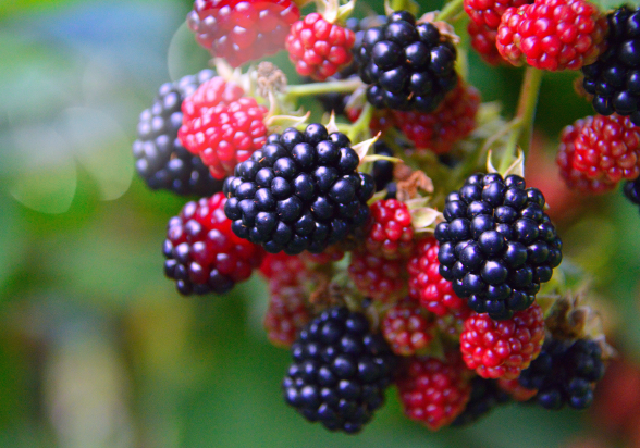 Blackberries