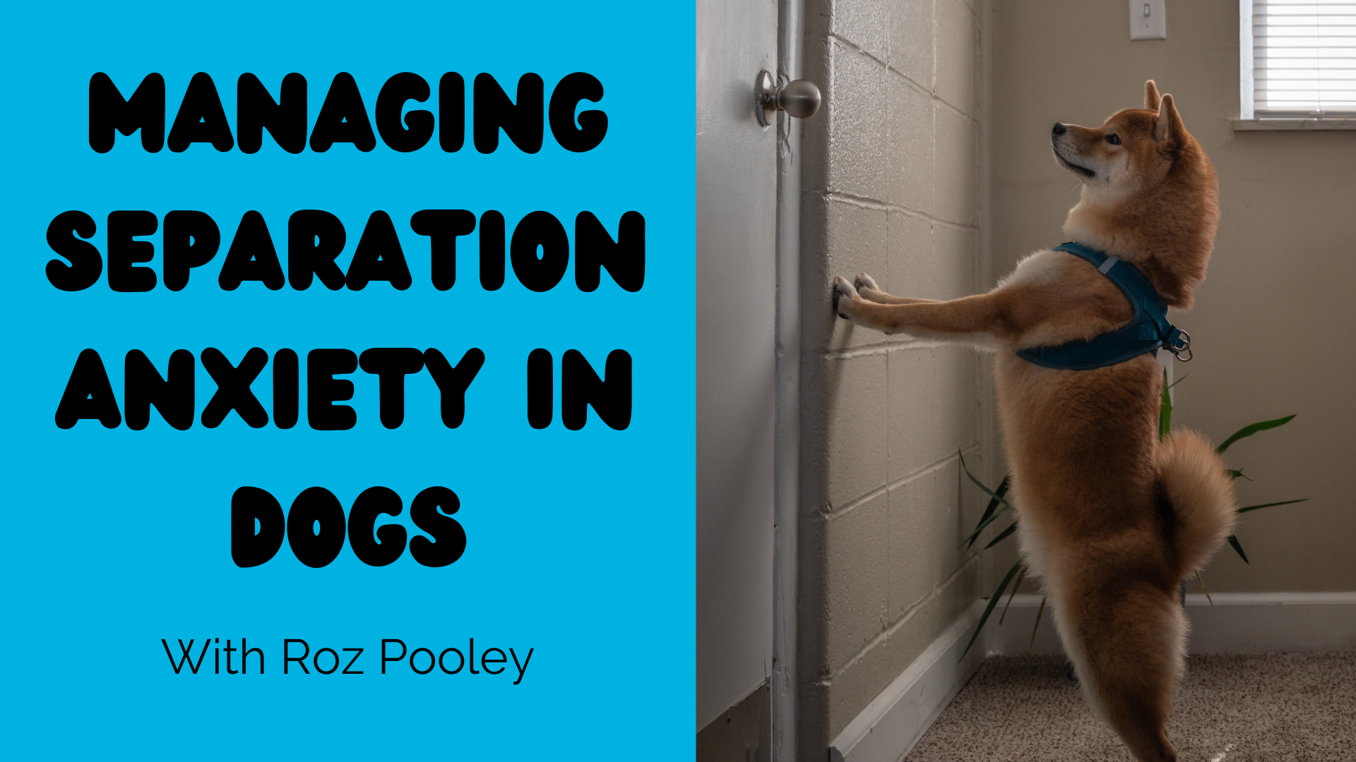 Behaviourist advice: Does my dog have separation anxiety or