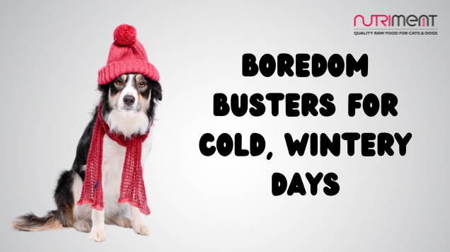Too Cold To Walk Your Dog Outside? Try This Instead..