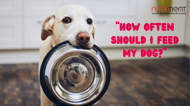 Supplies for Feeding Raw Dog Food: 7 Accessories I Can't Live Without