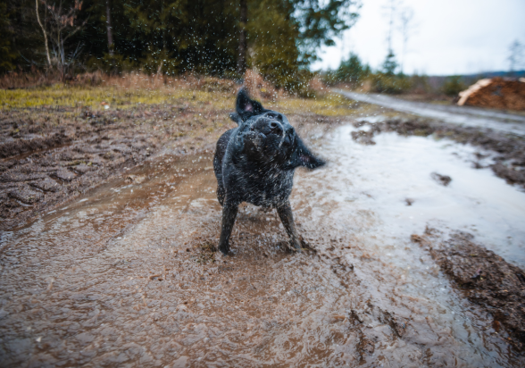 muddy_dog