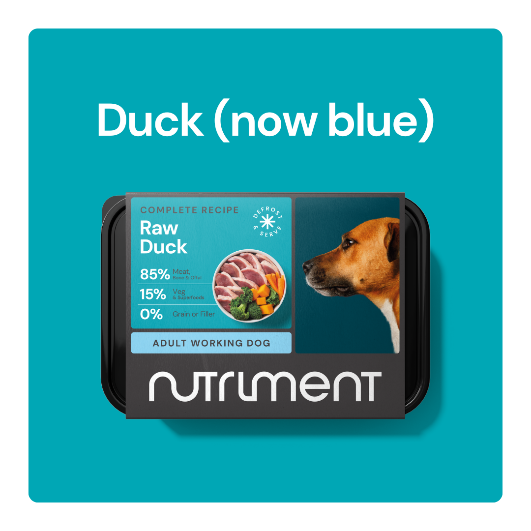 Duck_now_blue_