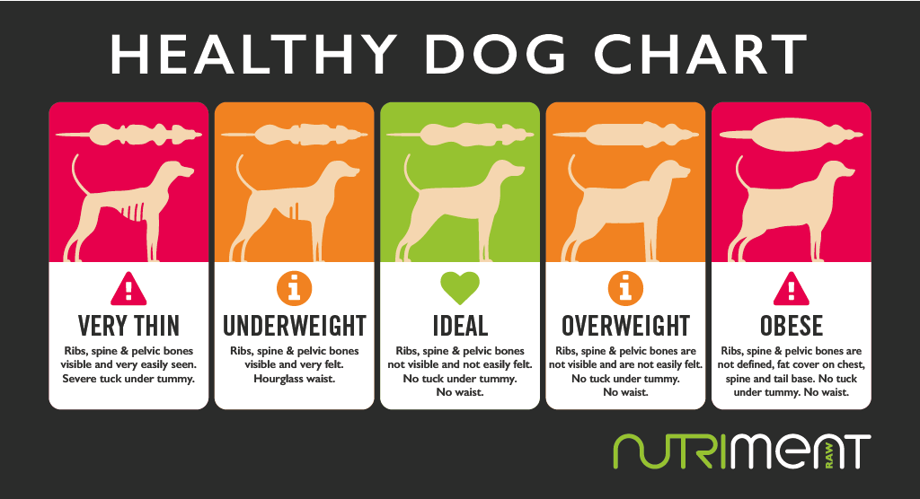 is my dog overweight chart