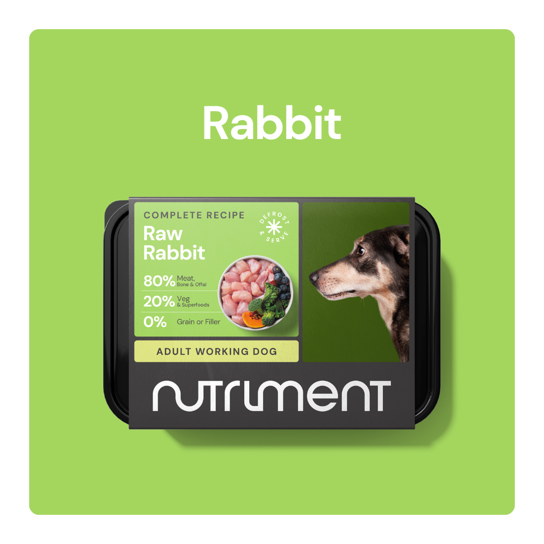 Rabbit