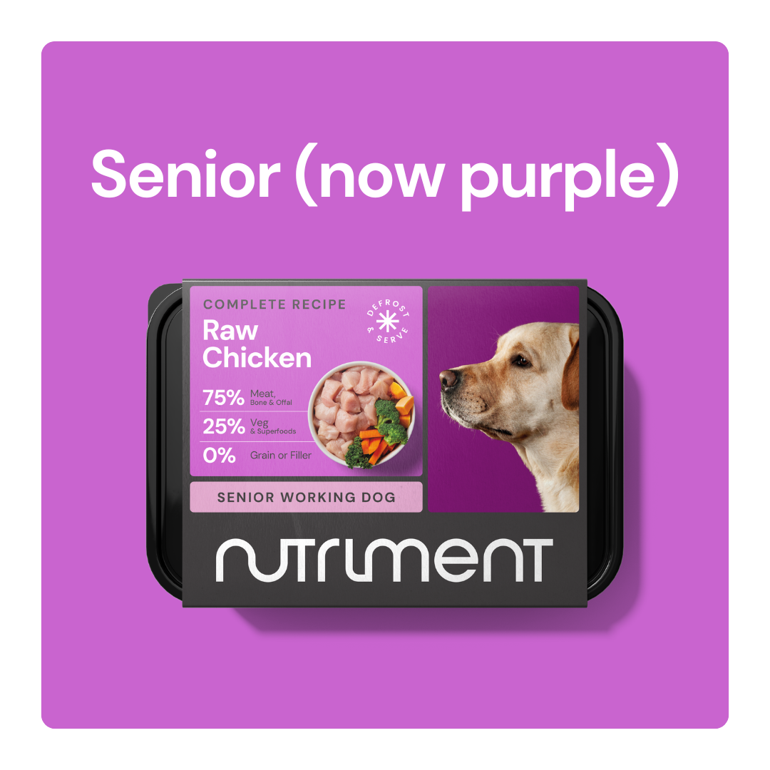 Senior_now_purple_